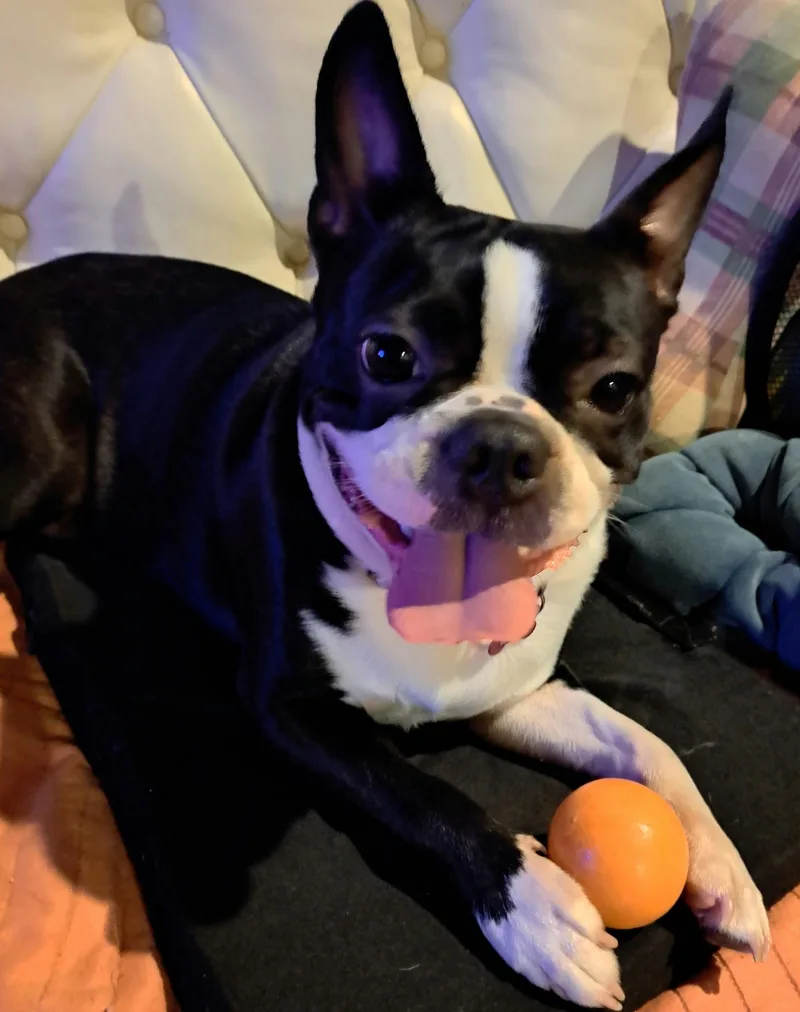 Petunia thumbnail 3