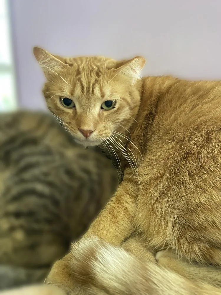 Tropicana thumbnail 2