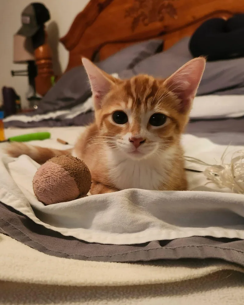 A baby medium-sized female Domestic Short Hair cat named Meddler for adoption in Wilmington, NC