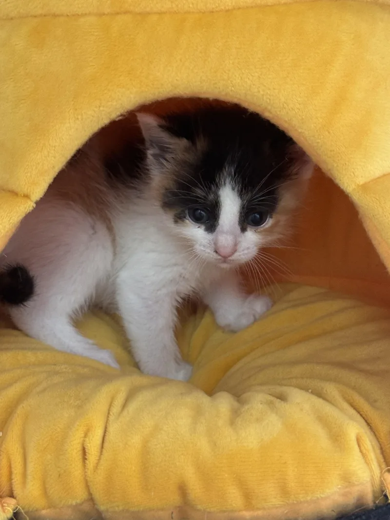 A baby medium-sized female Calico Domestic Short Hair cat named Rembrandt for adoption in Houston, TX
