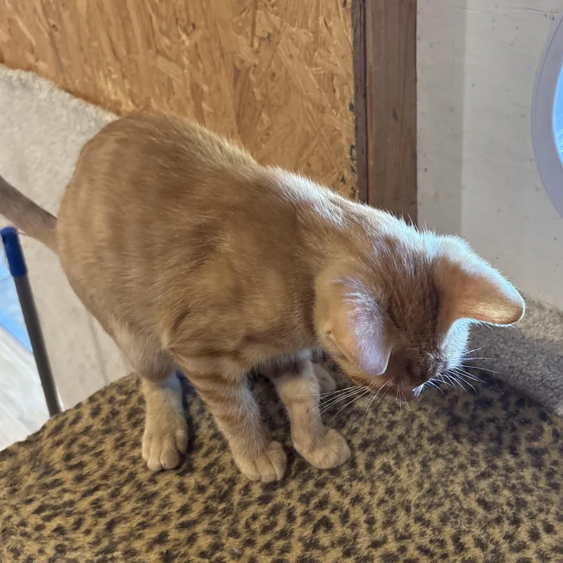 A baby medium-sized male Tabby (Orange / Red) Tabby cat named Nutty Buddy for adoption in Richmond, VA