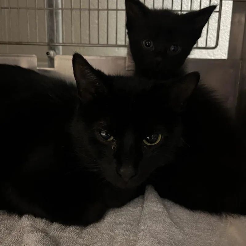 An adult medium-sized female Black Manx cat named Samantha: Visit me at for adoption in Bristol, IN