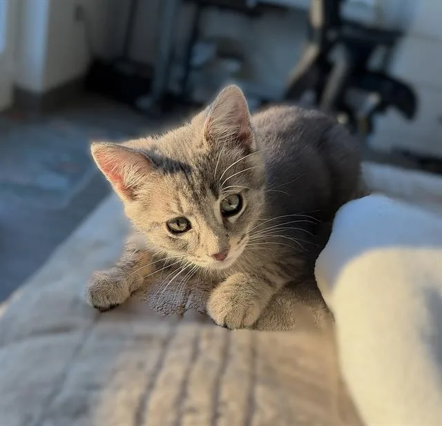 A baby small-sized male Domestic Short Hair cat named Arwynn for adoption in Sacramento, CA