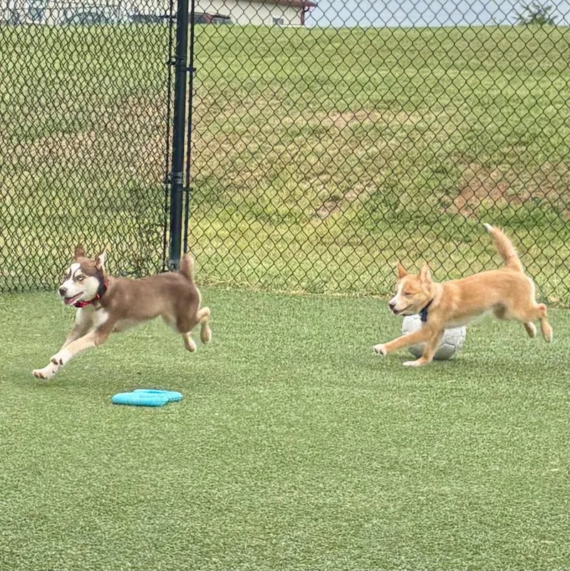 A baby medium-sized male Pomeranian dog named Riot for adoption in Columbia, IL