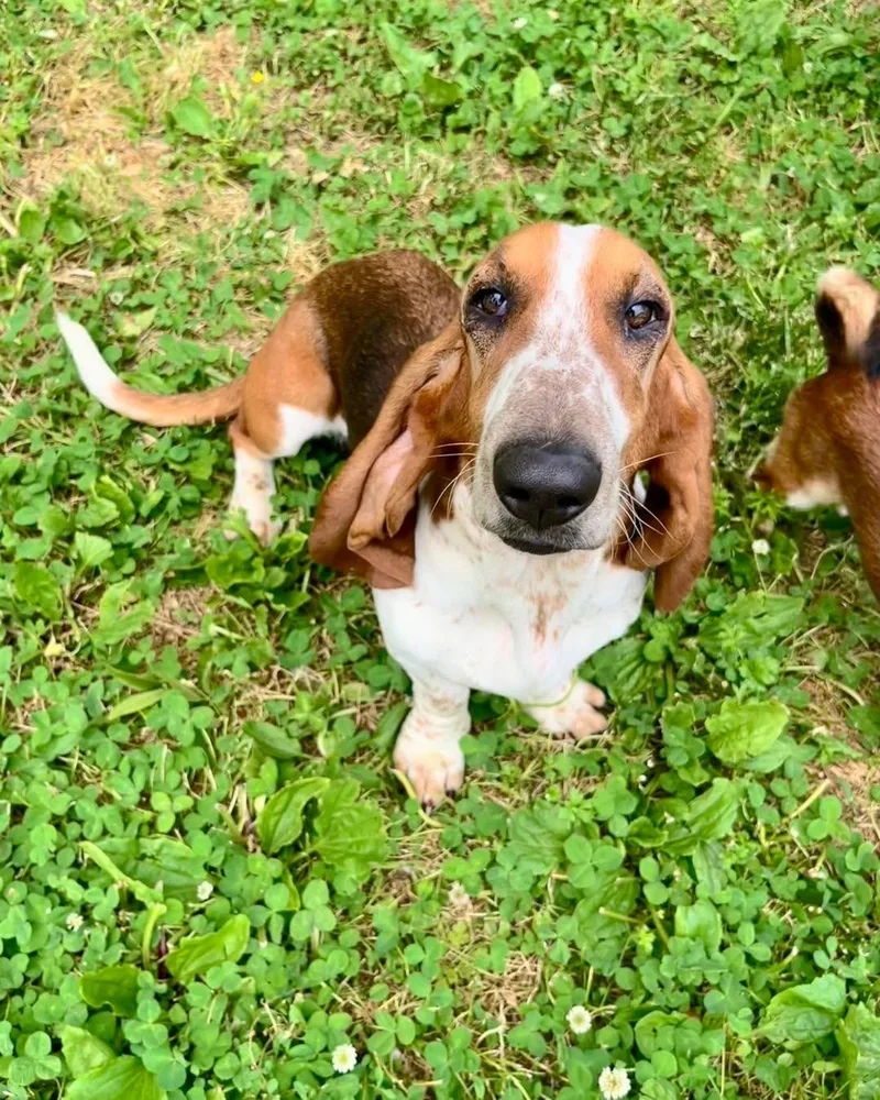 An adult large-sized female Basset Hound dog named Carrot Cake for adoption in Richmond, KY