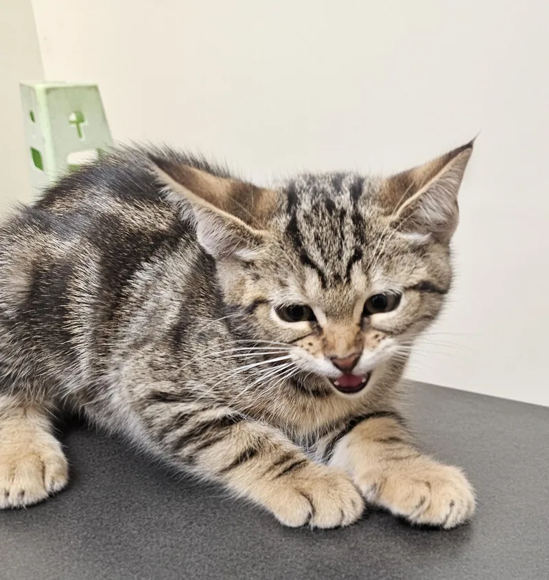A baby small-sized female Domestic Short Hair cat named Purrito for adoption in Los Angeles, CA