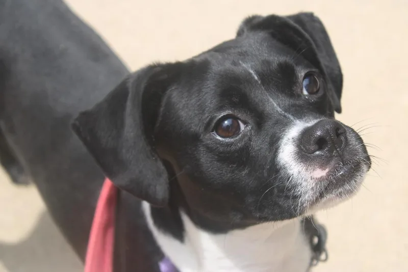 Josie thumbnail 2