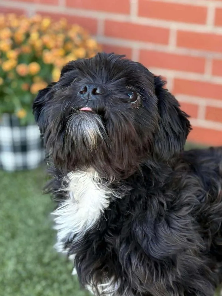 An adult small-sized male Shih Tzu dog named Moo Shu for adoption in Oakland, MI