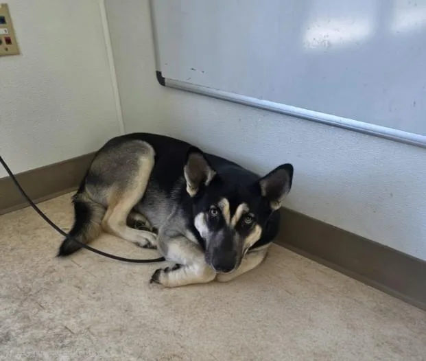A young large-sized male Husky dog named Maverick for adoption in San Pedro, CA
