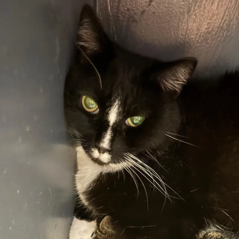 An adult medium-sized male Black Domestic Short Hair cat named Pond Skater for adoption in DeKalb, IL
