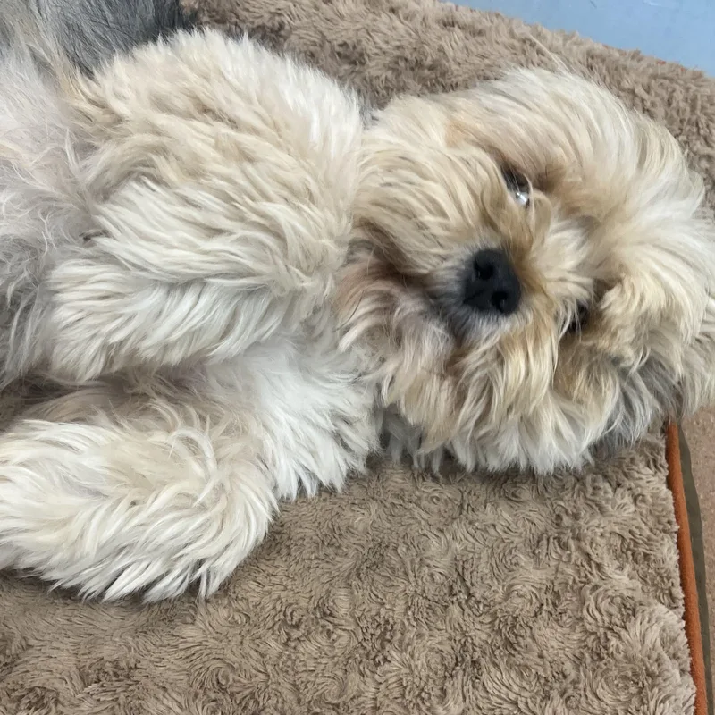 A senior small-sized male Shih Tzu dog named Odie for adoption in Lafayette, CA