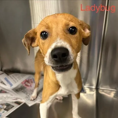 A baby medium-sized female Brown / Chocolate Mixed Breed dog named Ladybug for adoption in Knoxville, TN