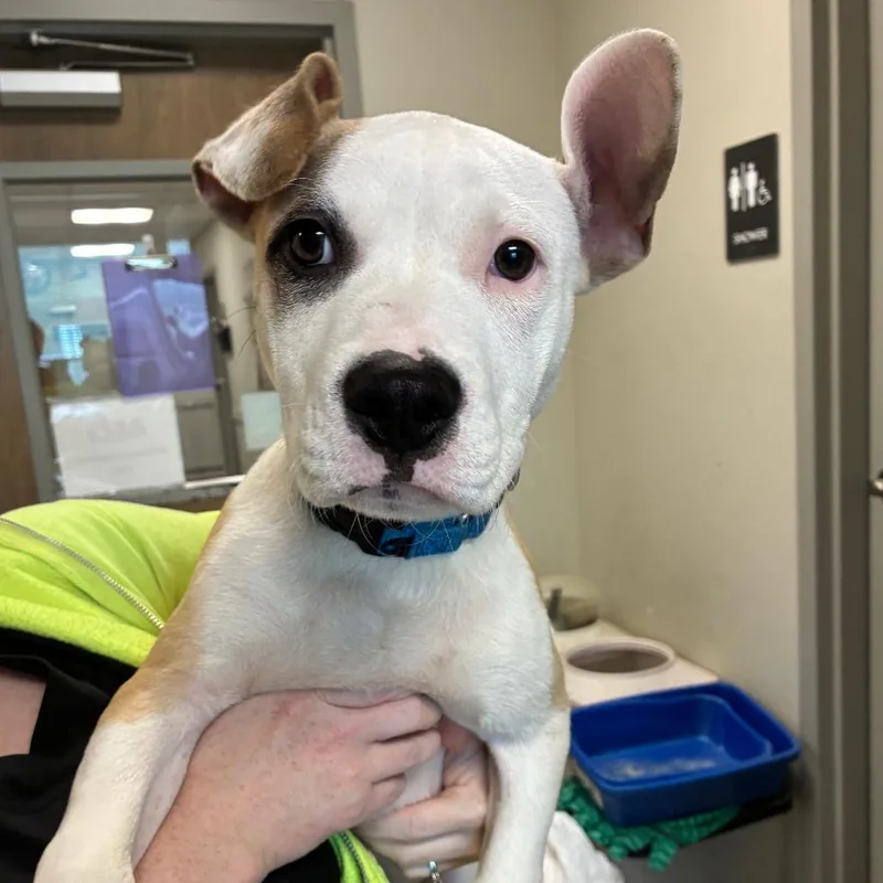 A baby small-sized male Labrador Retriever dog named Billy for adoption in Columbia Station, OH