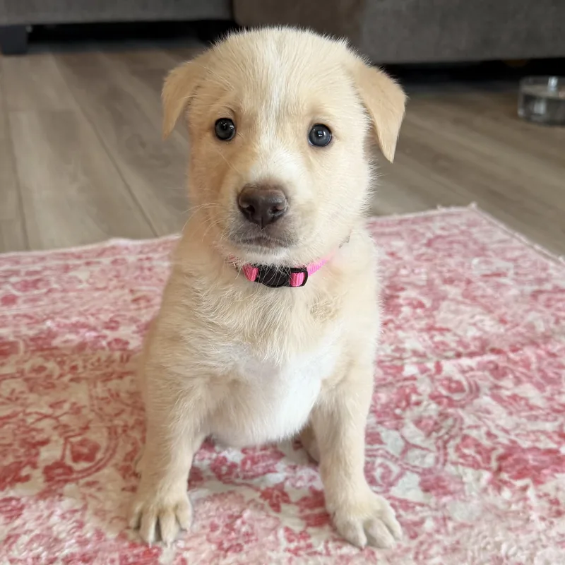 A baby medium-sized female Shepherd dog named Arya for adoption in Bryan, TX
