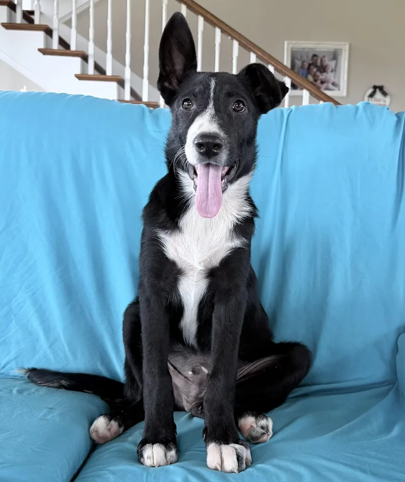 A young medium-sized male Black Border Collie dog named Toby for adoption in Chicopee, MA