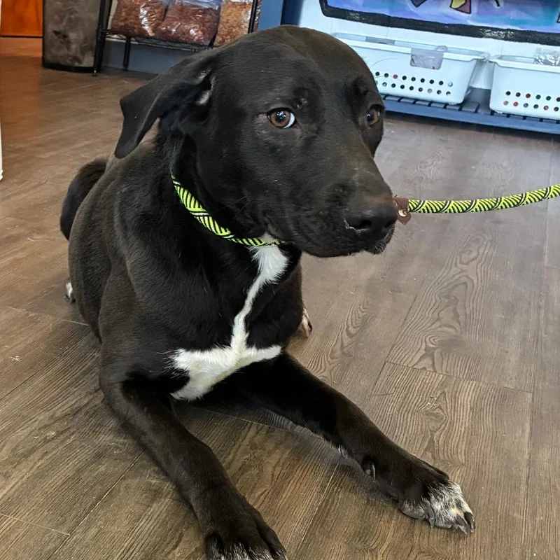 A young medium-sized female Black Mixed Breed dog named Socks for adoption in Danville, KY