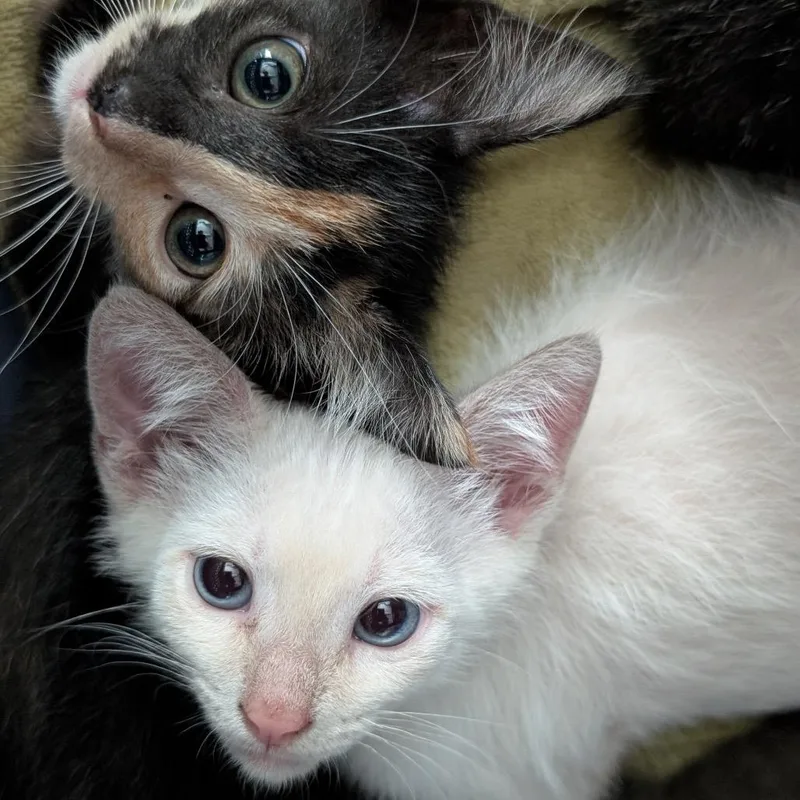 A baby small-sized male White Domestic Short Hair cat named Wallace for adoption in Asheville, NC
