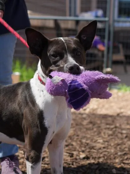 An adult large-sized female Mixed Breed dog named Annalisa for adoption in Chamblee, GA