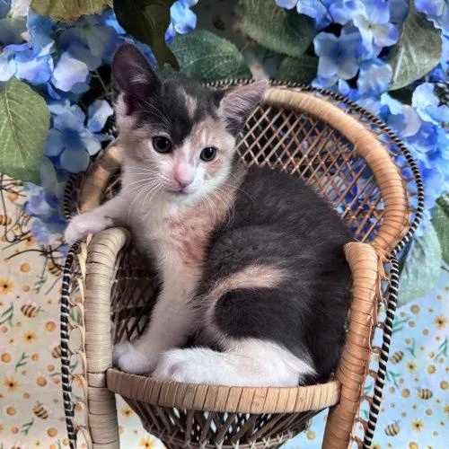 A baby small-sized female Dilute Calico Domestic Short Hair cat named Abba for adoption in Toms River, NJ