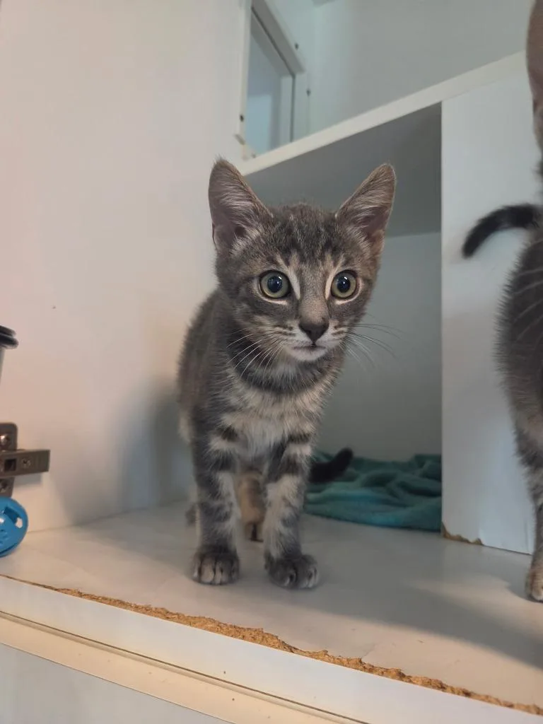 A baby small-sized male Domestic Short Hair cat named Marvin for adoption in Hyde Park, NY