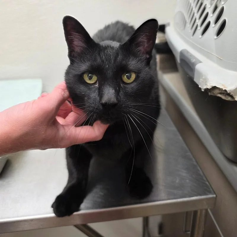 A senior large-sized male Black Domestic Short Hair cat named Colt for adoption in Albuquerque, NM