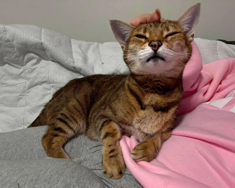 A senior medium-sized female Bengal cat named Miley for adoption in Hoover , AL