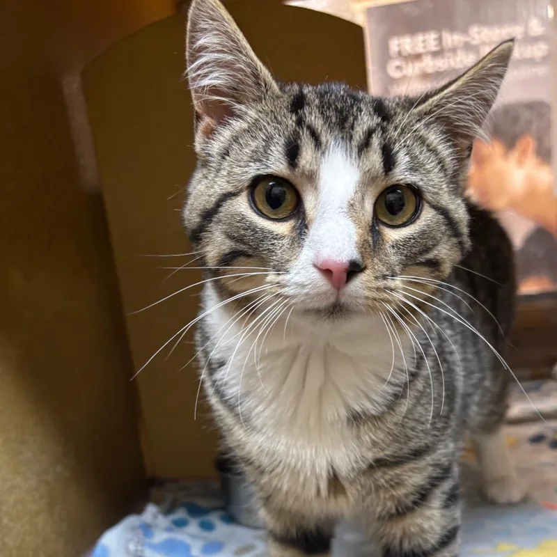 A young medium-sized male Brown / Chocolate Domestic Short Hair cat named Watson for adoption in Harrisonburg, VA