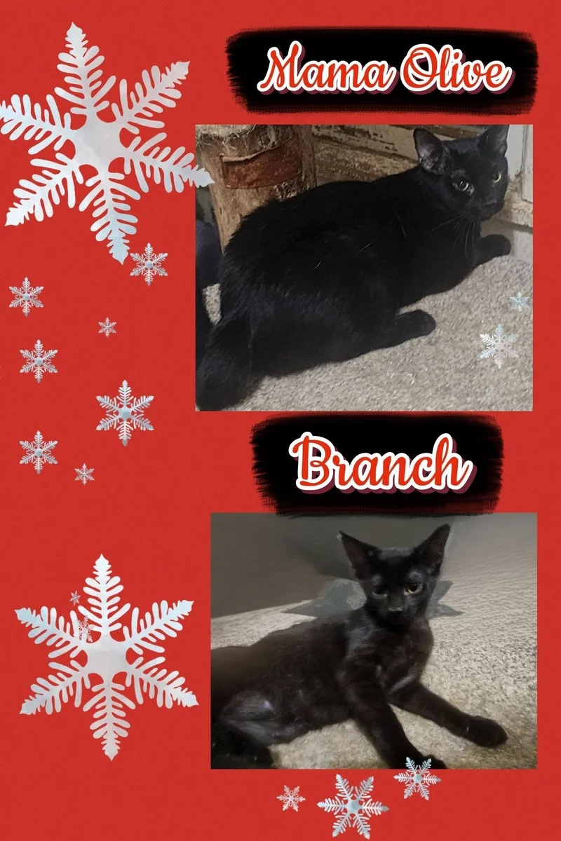 Mama Olive