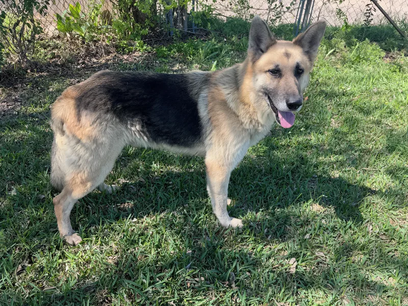 An adult large-sized male German Shepherd Dog dog named Ozzy A True for adoption in Houston, TX