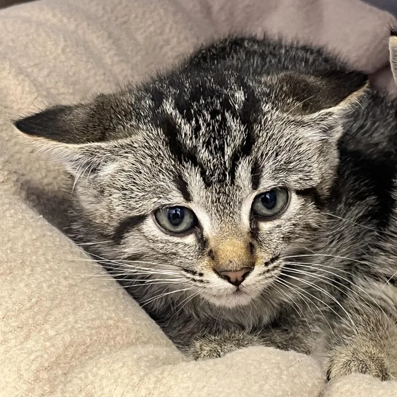 A baby small-sized male Gray / Blue / Silver Domestic Short Hair cat named Mad Hatter for adoption in Madisonville, TN