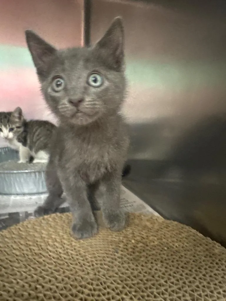 A baby medium-sized male Domestic Medium Hair cat named Panthro for adoption in Belton, TX