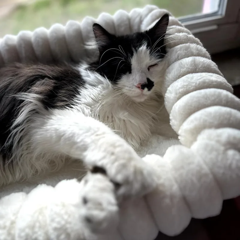 An adult large-sized male White Domestic Long Hair cat named Jetpack Jupiter for adoption in Forest Park, IL