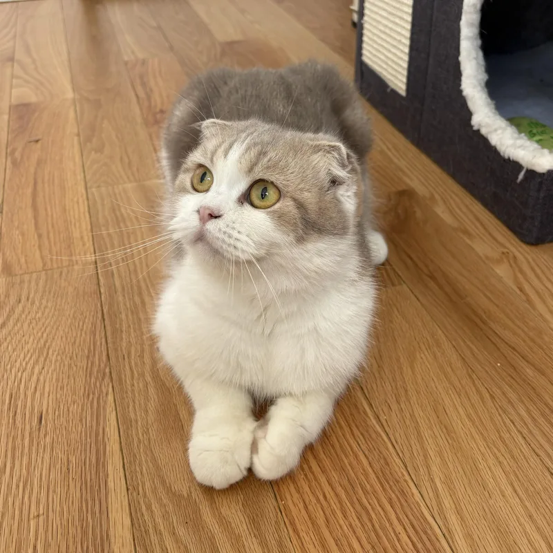 A young medium-sized female White Scottish Fold cat named Ophelia for adoption in BROOKLYN, NY