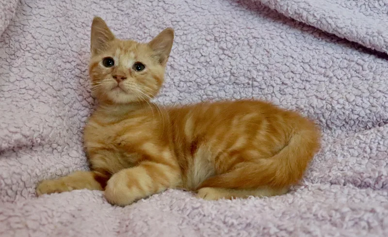 A baby medium-sized female Tabby (Orange / Red) Tabby cat named Marmalade for adoption in Saint Augustine, FL
