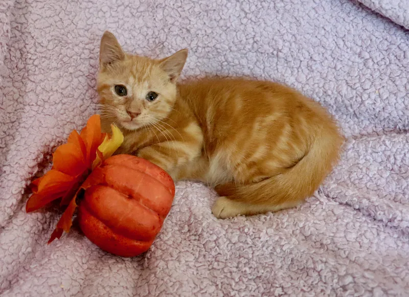 Marmalade thumbnail 2