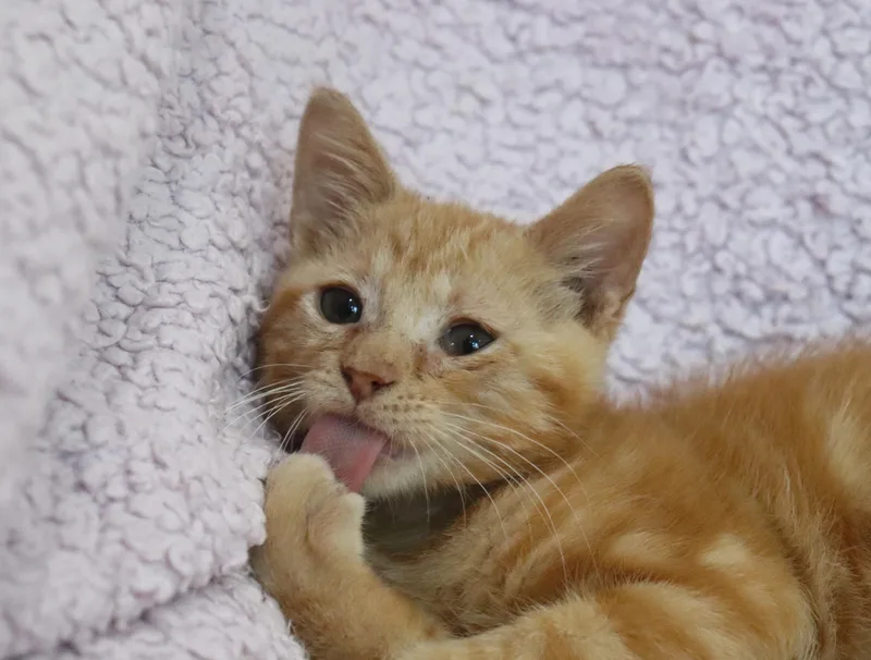 Marmalade thumbnail 3