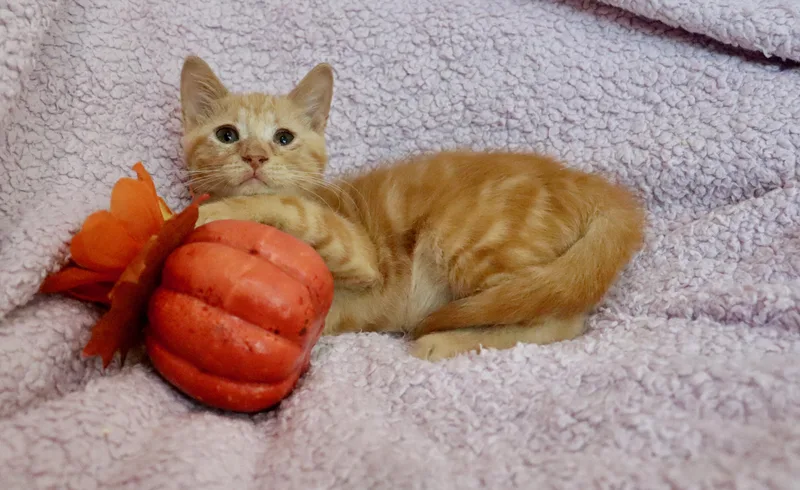 Marmalade thumbnail 4