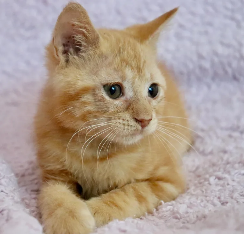 Marmalade thumbnail 5