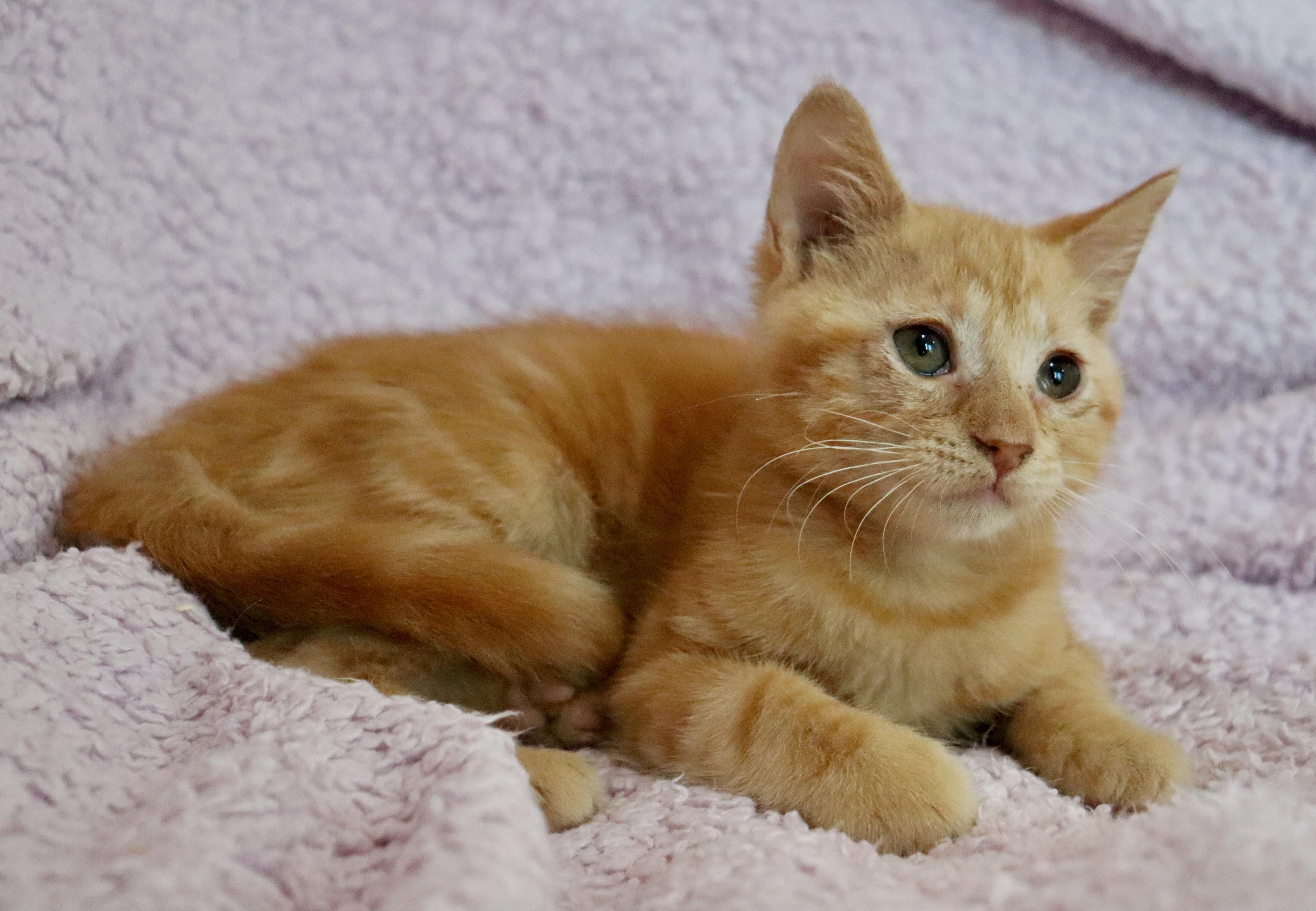 Marmalade thumbnail 6