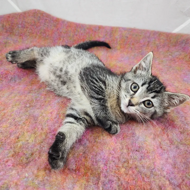 A baby small-sized female Tabby (Gray / Blue / Silver) Domestic Short Hair cat named Gilda for adoption in New York, NY