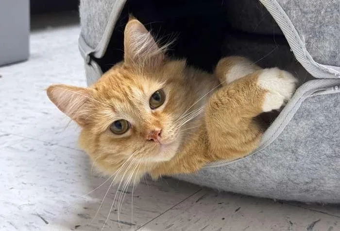A young large-sized male Domestic Medium Hair cat named Douglas for adoption in Coupeville, WA