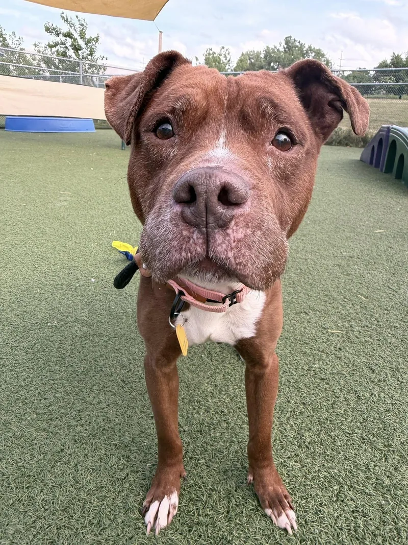 An adult medium-sized female Brown / Chocolate Pit Bull Terrier dog named Popsicle for adoption in Cleveland, OH