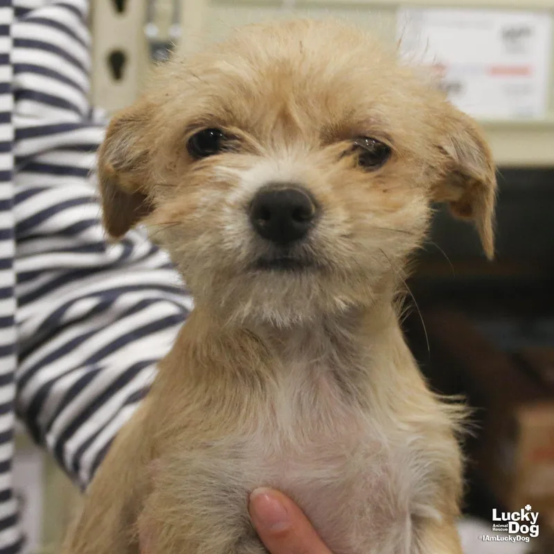 Fiorella thumbnail 2