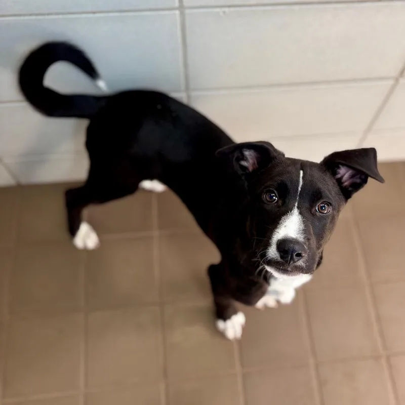 A baby small-sized male Black Mixed Breed dog named Fromm for adoption in Wantagh, NY