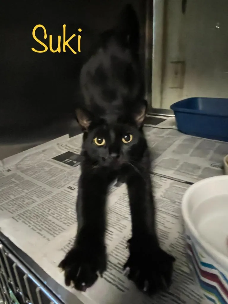 A young medium-sized female Domestic Short Hair cat named Suki for adoption in Princeton, IN