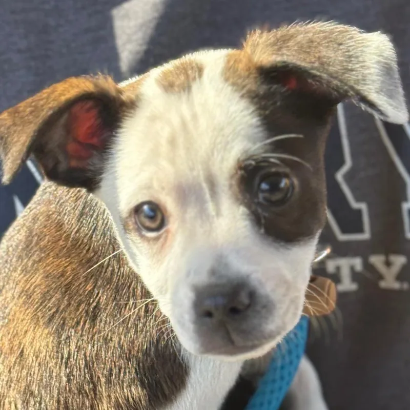 Anthony Bouvier thumbnail 2