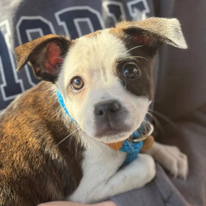 Anthony Bouvier thumbnail 4