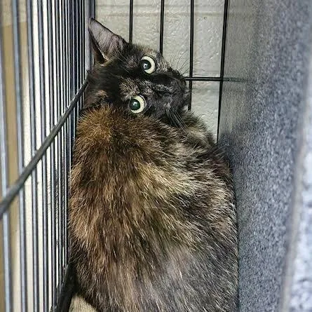 A young small-sized female Tortoiseshell Domestic Short Hair cat named Phoenix for adoption in Columbus, NC