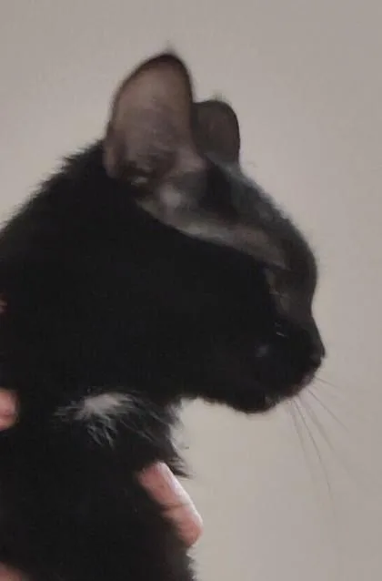 An adult medium-sized female Domestic Short Hair cat named Azmeralda for adoption in Cecil, WI