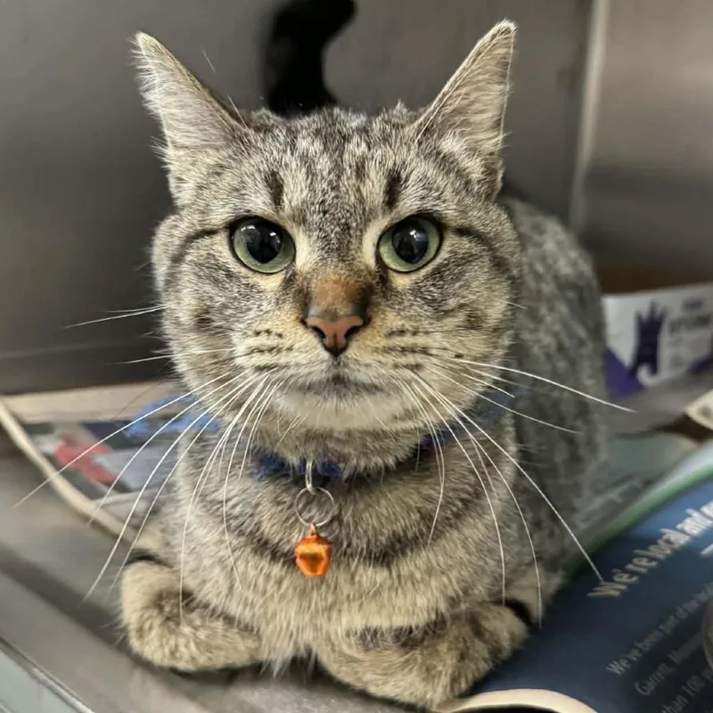An adult medium-sized female Gray / Blue / Silver Domestic Short Hair cat named Hibiscus for adoption in Shinnston, WV